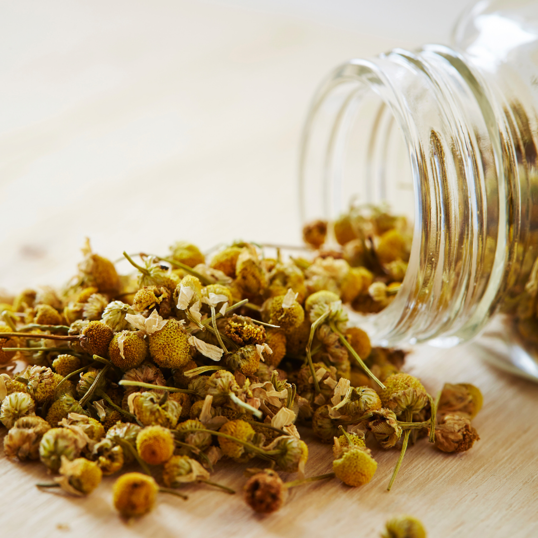 Herb of the Week - German Chamomile (Matricaria recutita)