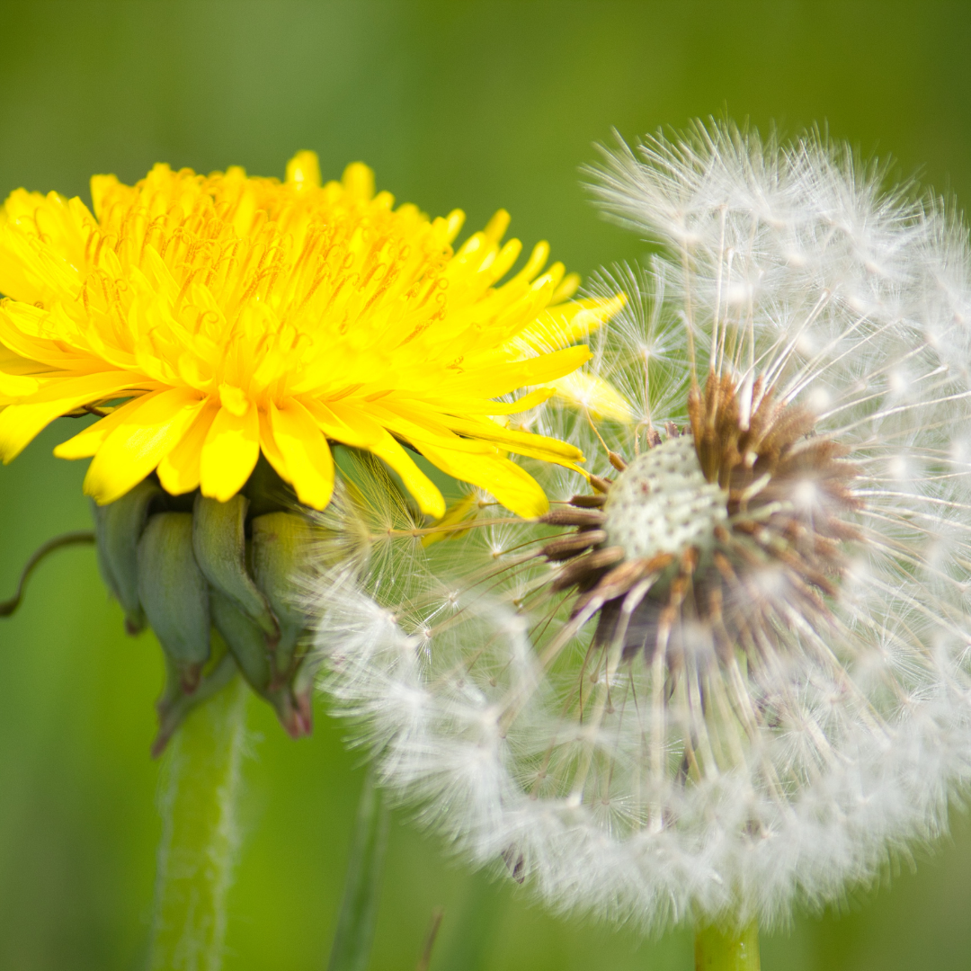 Herb of the Week : Dandelion (Taraxacum officinale)