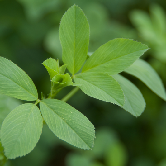 🌿 Herb of the Week: Alfalfa (Medicago sativa)
