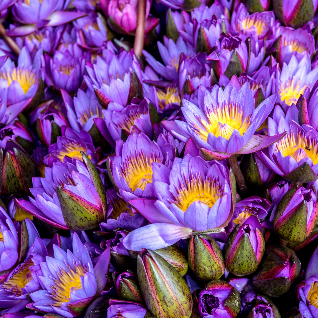 🪷 Herb of the Week: Blue Lotus (Nymphaea caerulea)