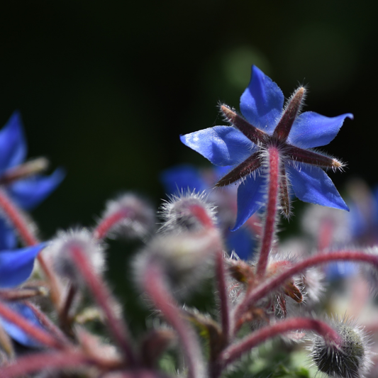 💐 Herb of the Week: Borage (Borago officinalis)