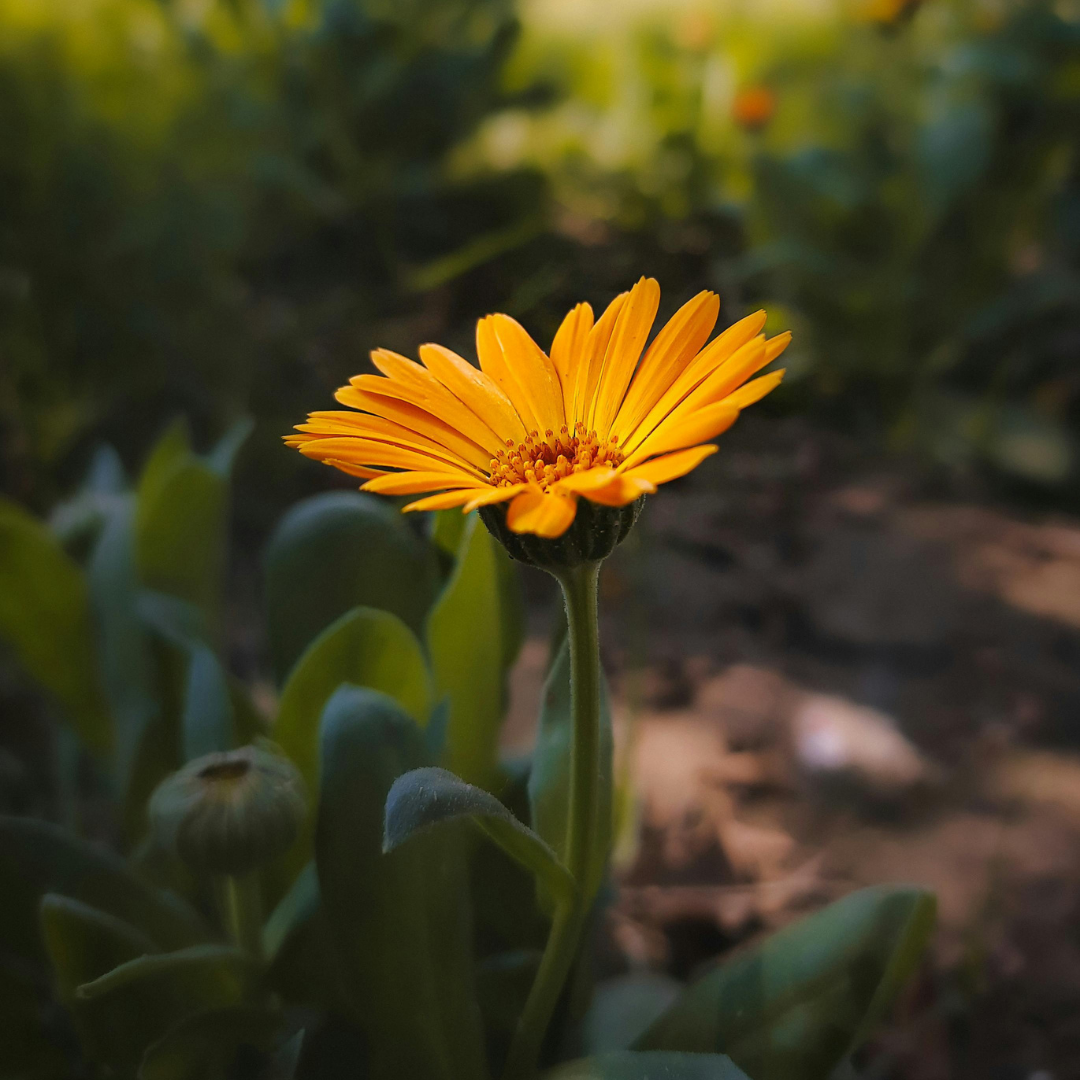 🌼 Oil of the Week: Calendula Infused Oil (Calendula officinalis)