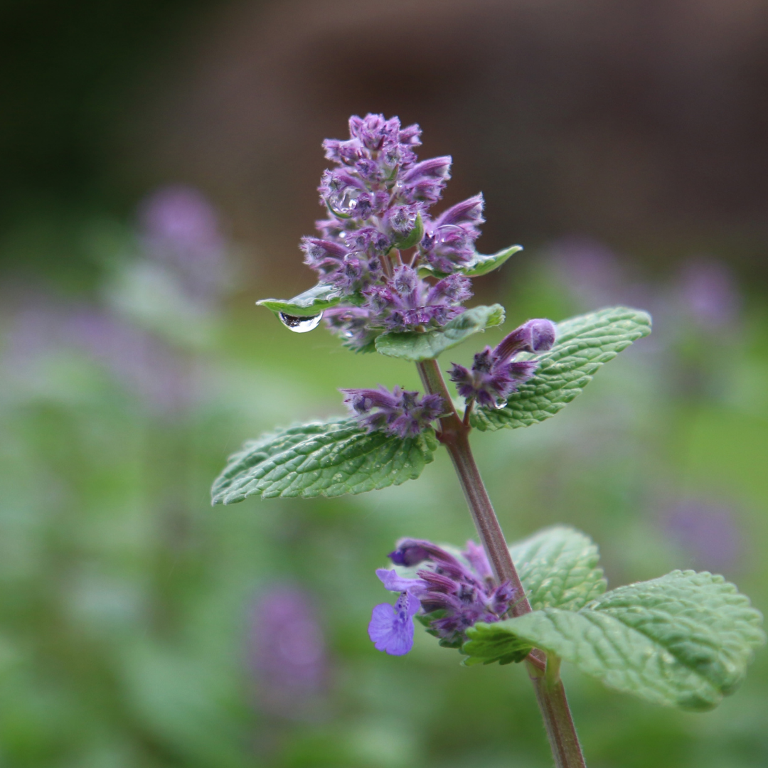🌿 Herb of the Week: Catnip (Nepeta cataria)