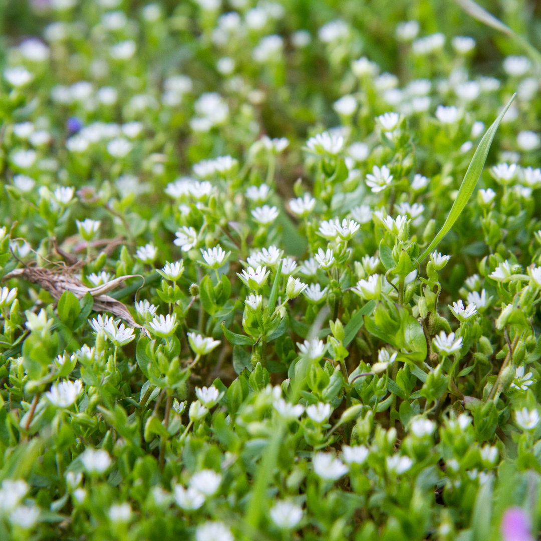 Herb of the Week: Chickweed (Stellaria media)