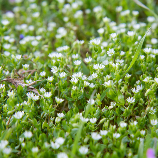 Herb of the Week: Chickweed (Stellaria media)