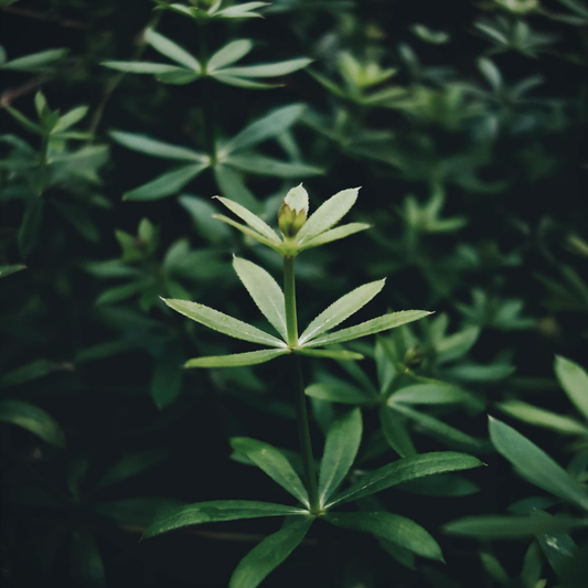 Herb of the Week: Cleavers (Galium aparine)