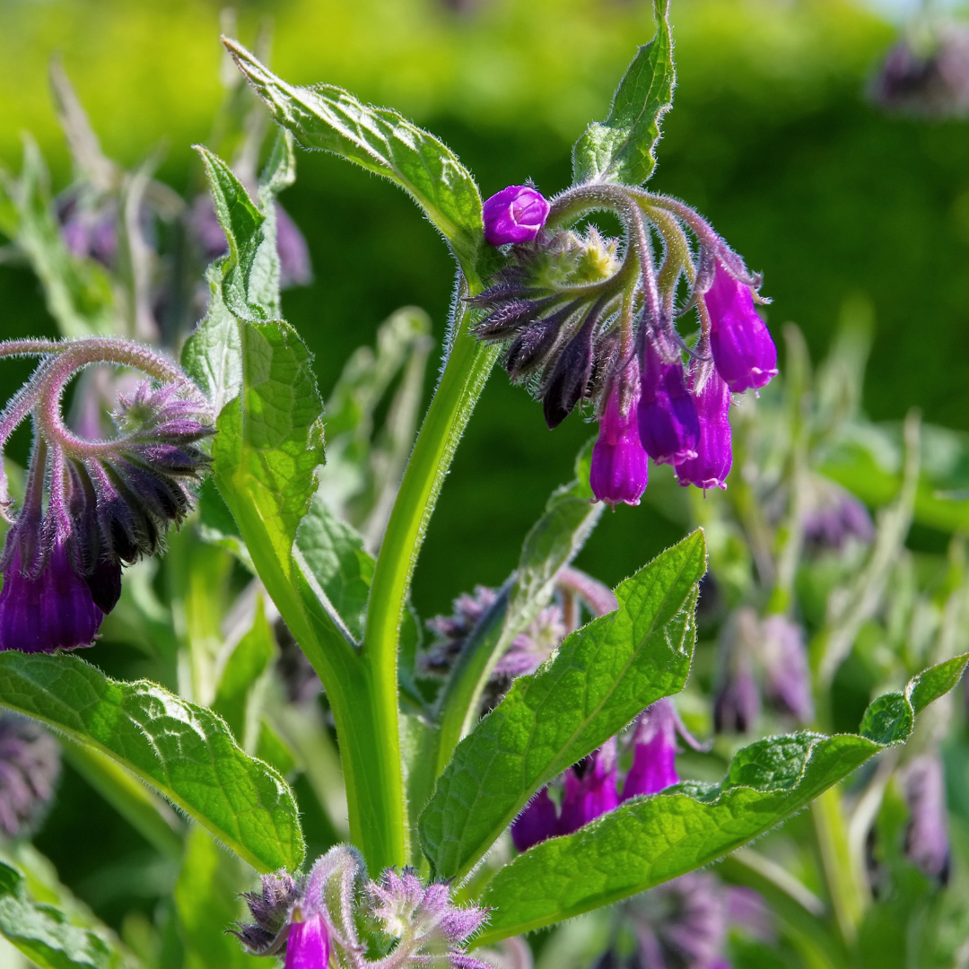 Herb of the Week: Comfrey (Symphytum officinale)