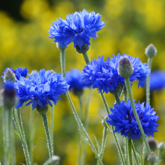 💠 Herb of the Week: Cornflower (Centaurea cyanus)
