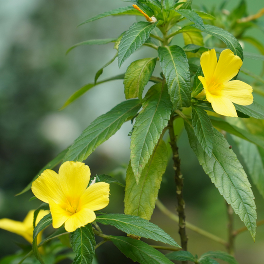 🔥 Herb of the Week: Damiana (Turnera diffusa)