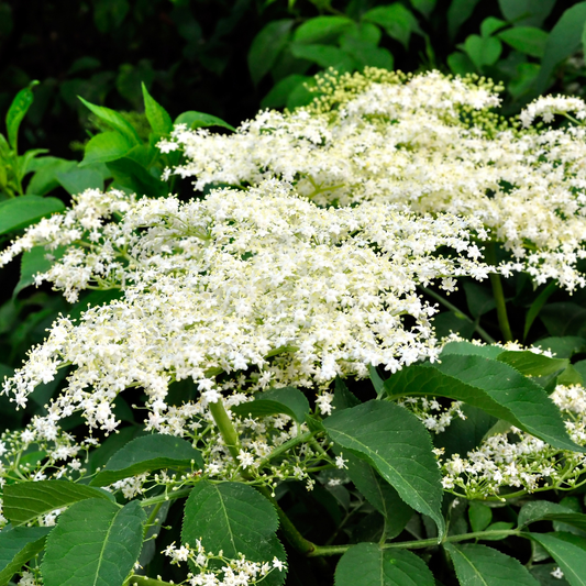 🌸 Herb of the Week: Elderflower (Sambucus nigra)