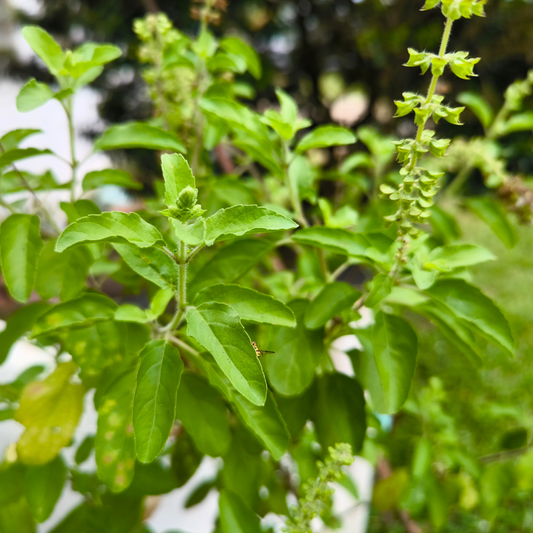 🕊️ Herb of the Week: Holy Basil (Ocimum tenuiflorum)