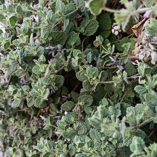 🌿 Herb of the Week: Horehound (Marrubium vulgare)