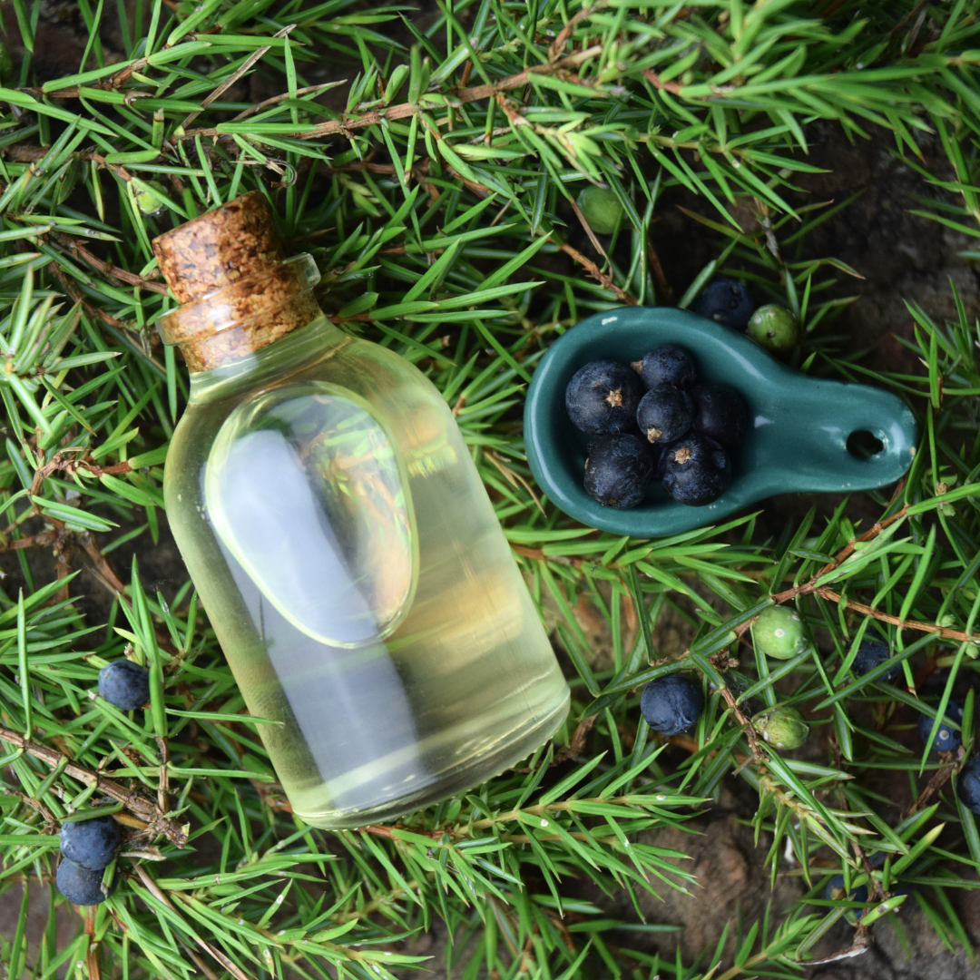 Oil of the Week: Juniper Essential Oil (Juniperus communis)