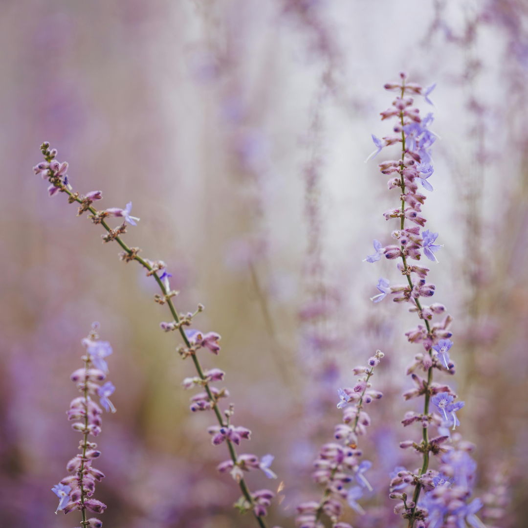 🌙 Oil of the Week: Lavandin Essential Oil (Lavandula × intermedia)