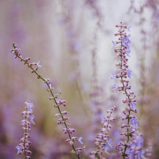 🌙 Oil of the Week: Lavandin Essential Oil (Lavandula × intermedia)