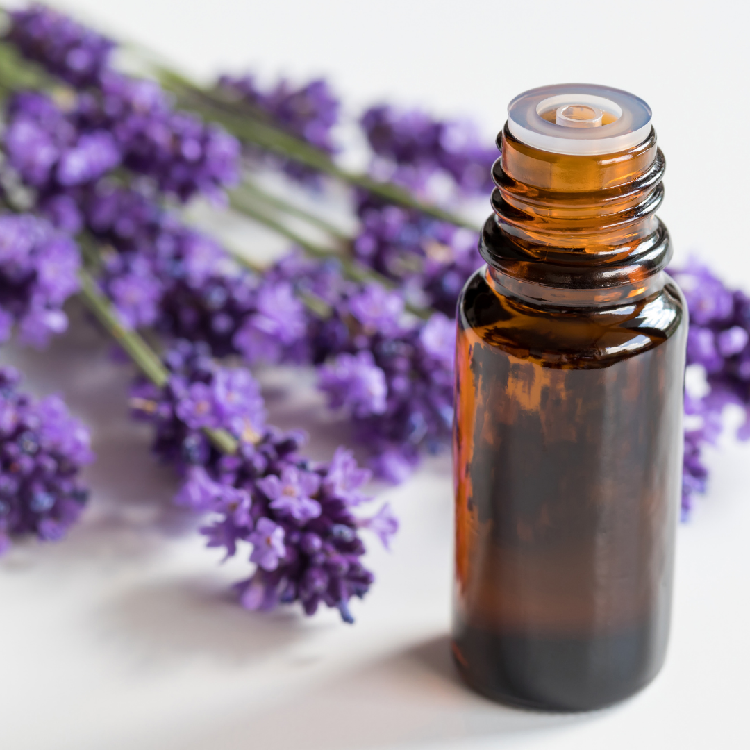 🪻Oil of the Week: Lavender Essential Oil (Lavandula angustifolia)