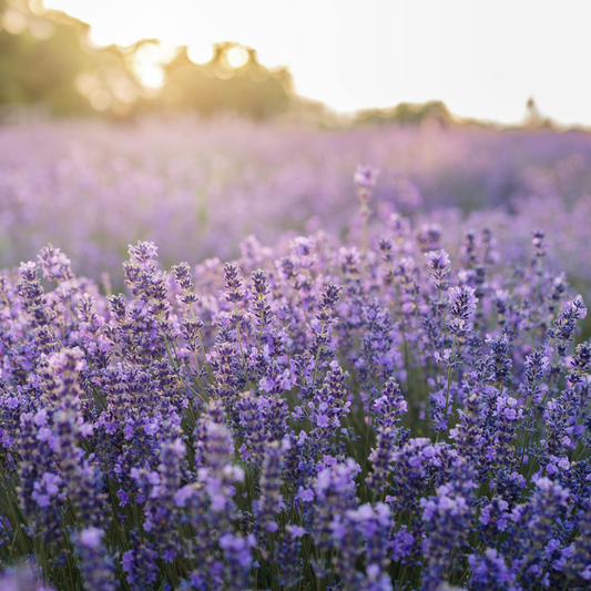 🪻 Herb of the Week: Lavender (Lavandula angustifolia)