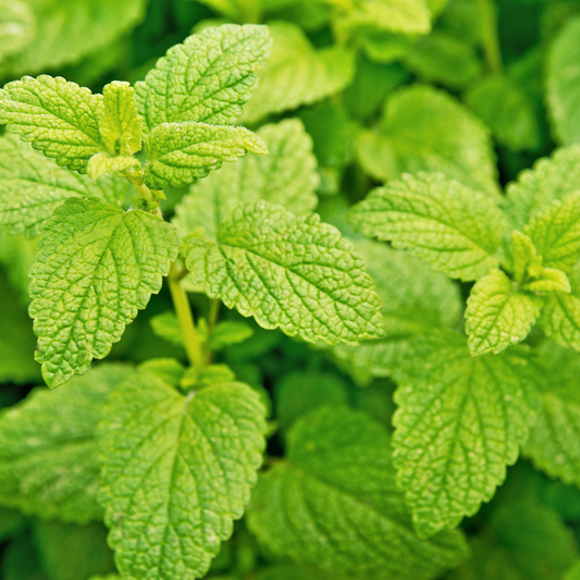 🍃 Herb of the Week: Lemon Balm (Melissa officinalis)