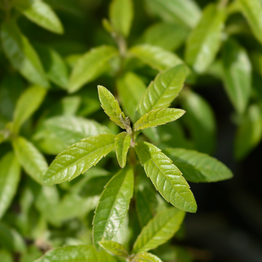 🍋 Herb of the Week: Lemon Verbena (Aloysia citrodora)