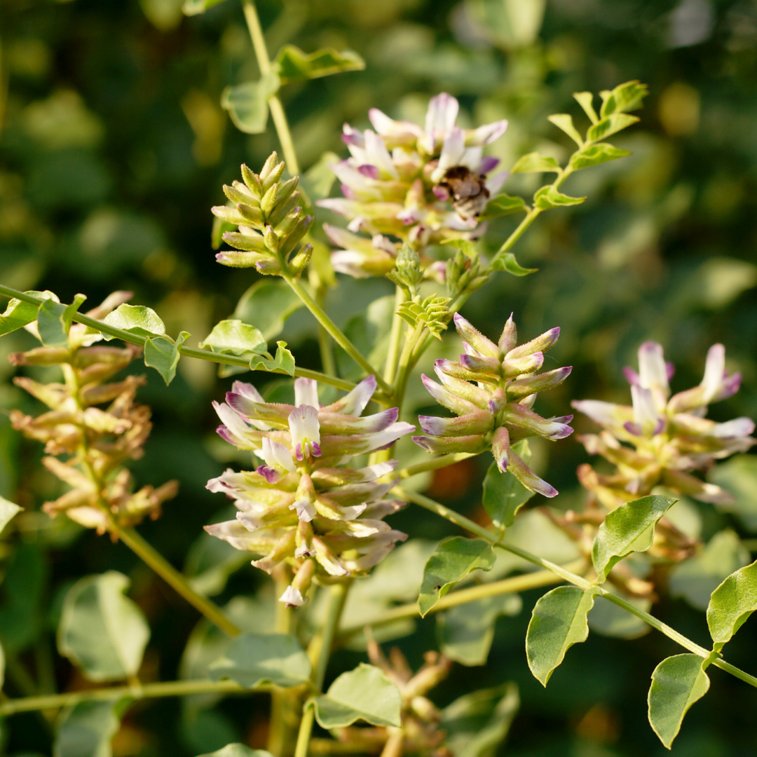 🍂 Herb of the Week: Licorice Root (Glycyrrhiza glabra)