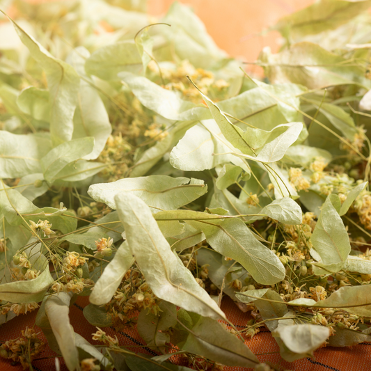 💛 Herb of the Week: Linden Flower (Tilia spp.)