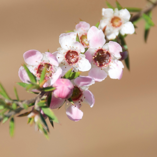 🌿 Oil of the Week: Manuka Essential Oil (Leptospermum scoparium)