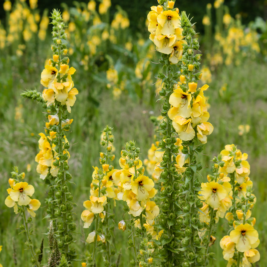 🍃 Herb of the Week: Mullein (Verbascum thapsus)