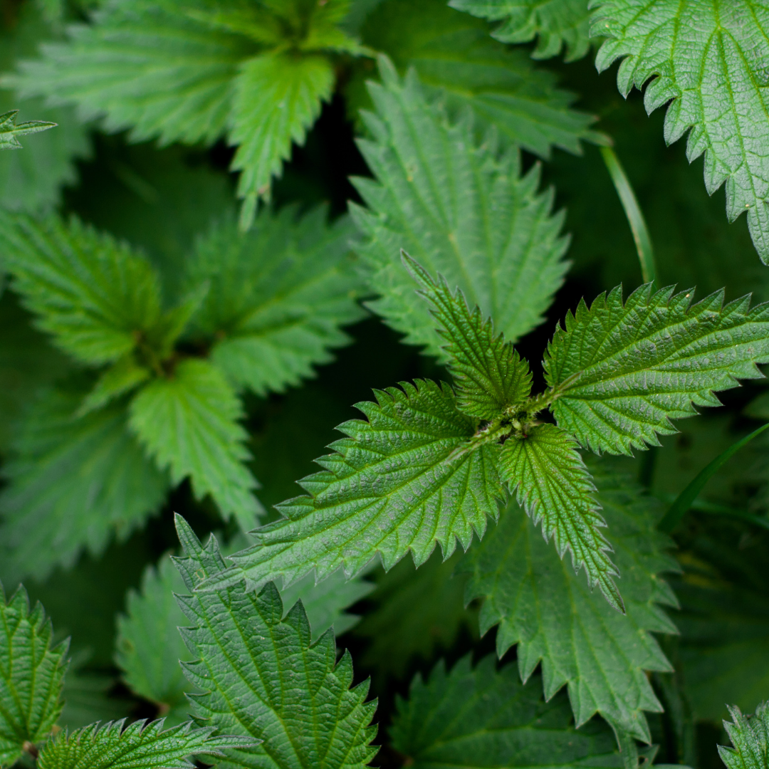 🌱 Herb of the Week: Nettle (Urtica dioica)