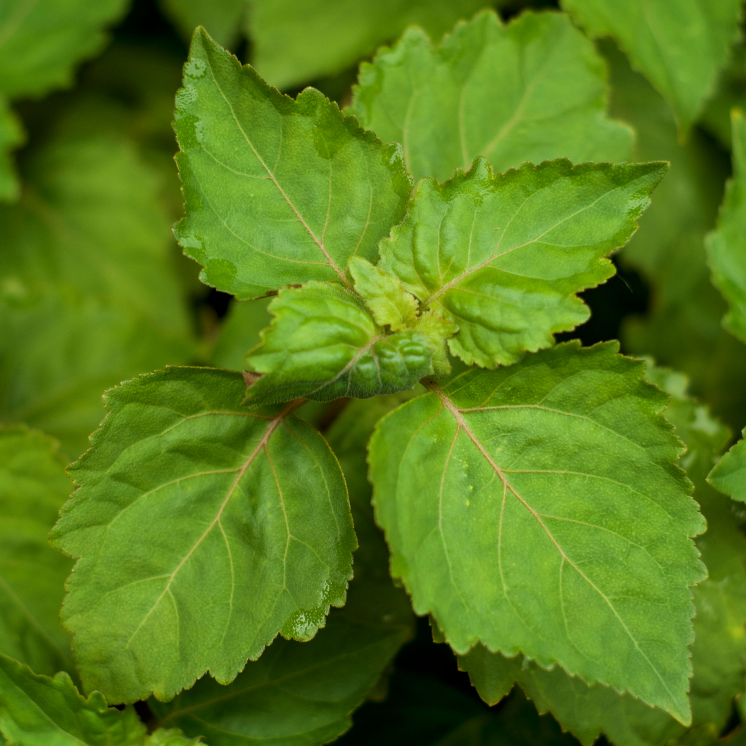 🌱 Oil of the Week: Patchouli Essential Oil (Pogostemon cablin)