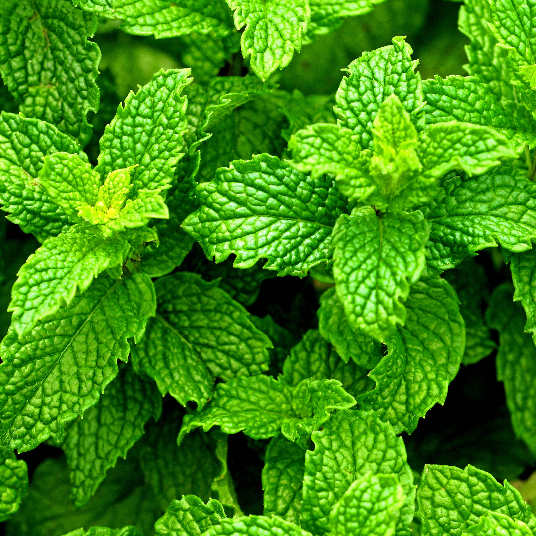 ❄️ Herb of the Week: Peppermint (Mentha × piperita)