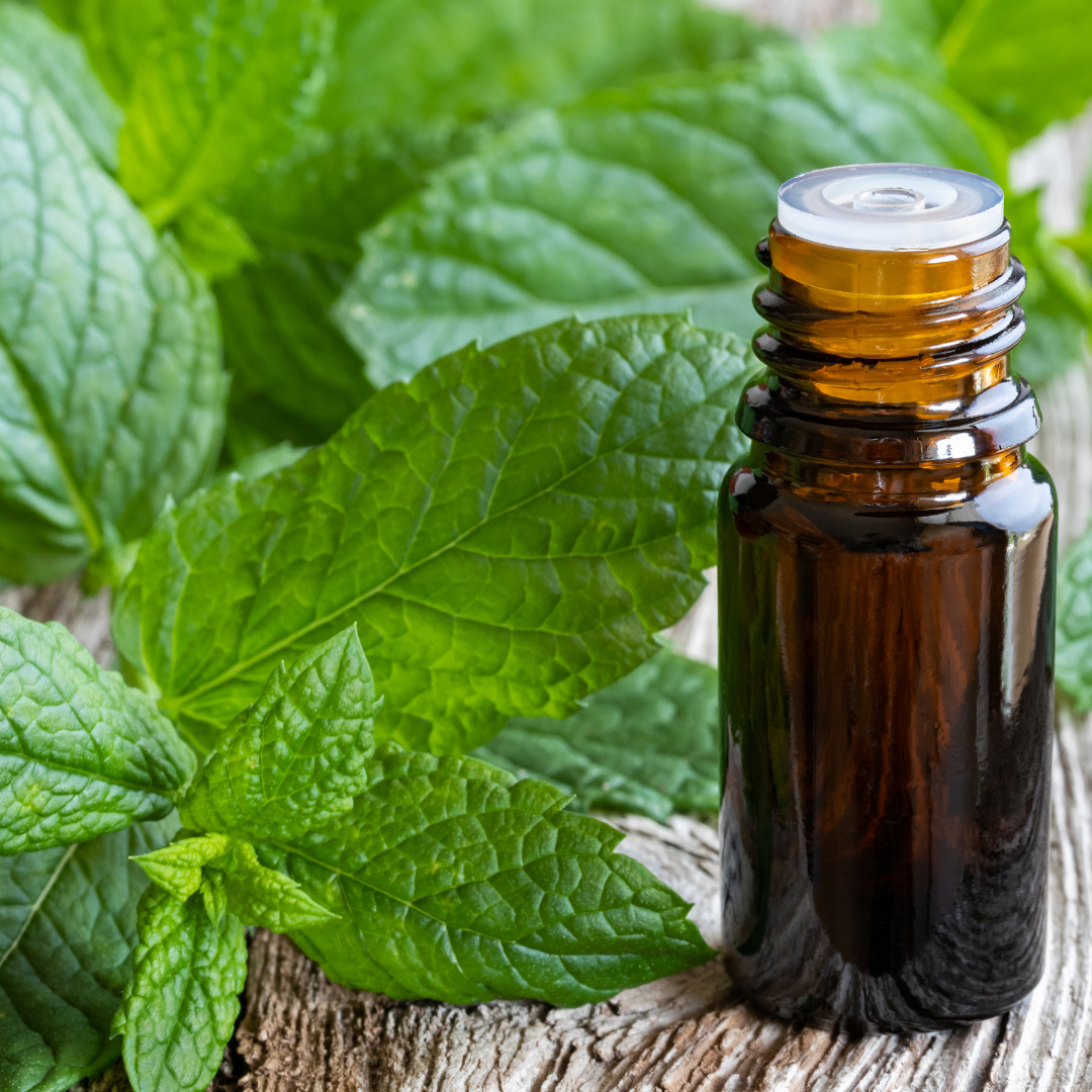 🌬️ Oil of the Week: Peppermint Essential Oil (Mentha × piperita)
