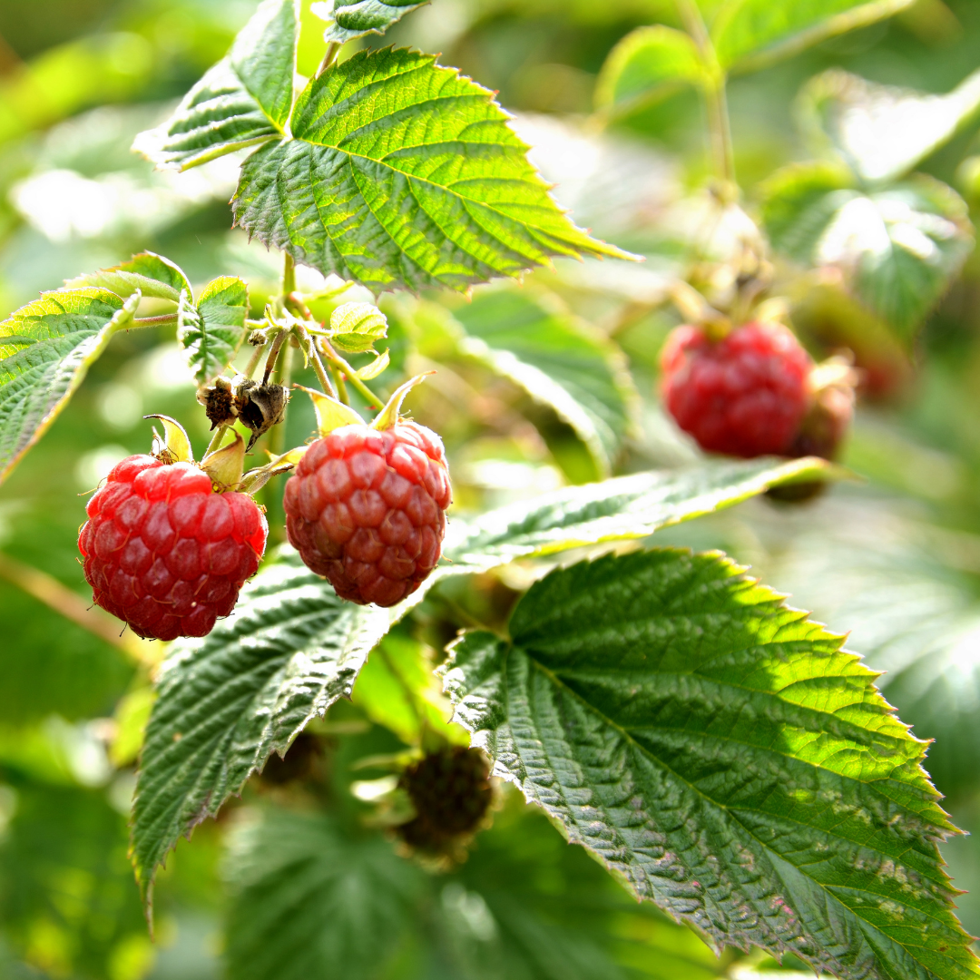🌱 Herb of the Week: Raspberry Leaf (Rubus idaeus)