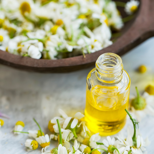 🌼 Oil of the Week: Roman Chamomile Essential Oil (Chamaemelum nobile)