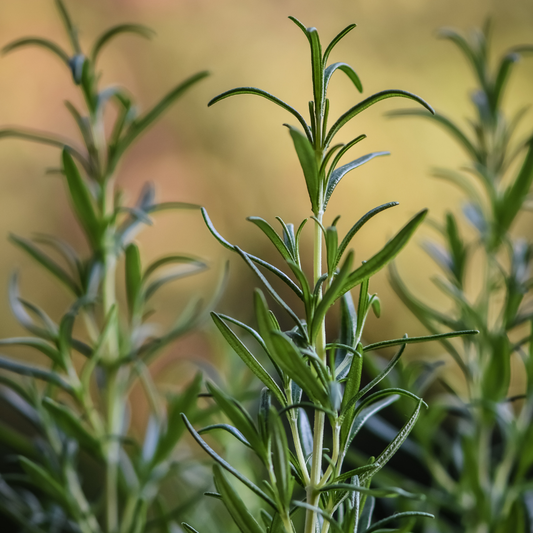 🌿 Herb of the Week: Rosemary (Salvia rosmarinus)