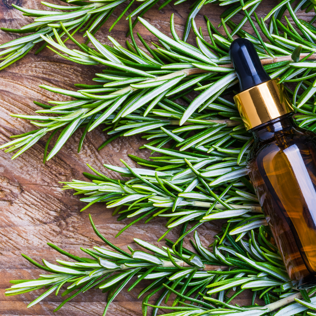 🌞 Oil of the Week: Rosemary Essential Oil (Salvia rosmarinus)