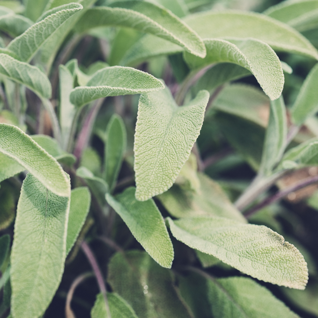 🌿 Herb of the Week: Sage (Salvia officinalis)