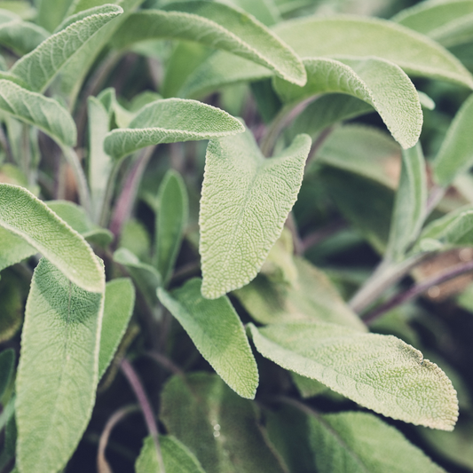 🌿 Herb of the Week: Sage (Salvia officinalis)