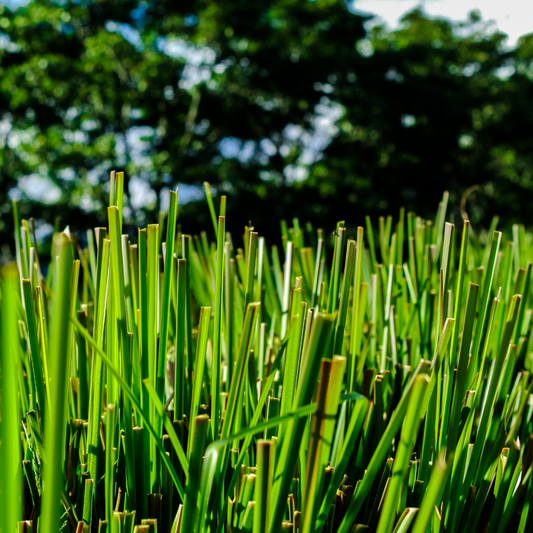 ☾ Oil of the Week: Vetiver Essential Oil (Chrysopogon zizanioides)