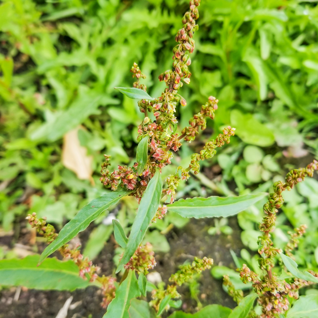 Herb of the Week: Yellow Dock (Rumex crispus)