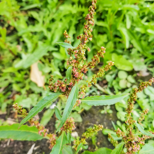 Herb of the Week: Yellow Dock (Rumex crispus)