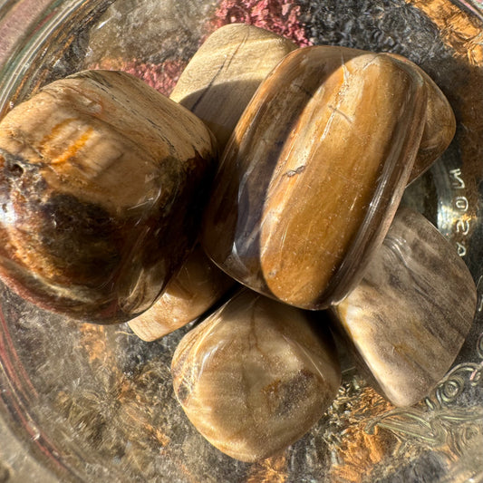 Petrified Wood